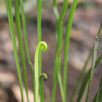 Actinostachys digitata  (L.) Wall.